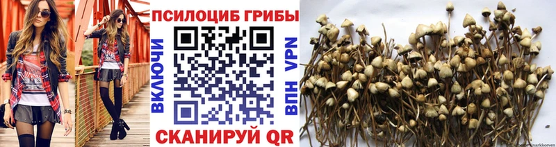 Псилоцибиновые грибы Psilocybine cubensis  Динская 
